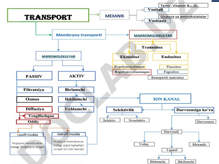 Aktiv transport va hujayra membranasidagi nasoslar