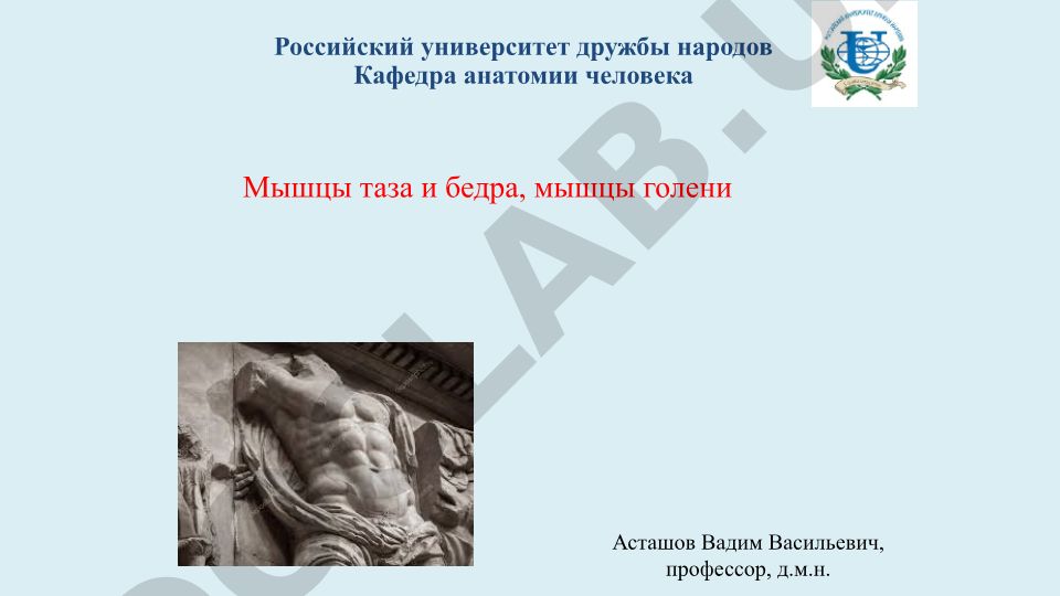 Мышцы таза и бедра, мышцы голени