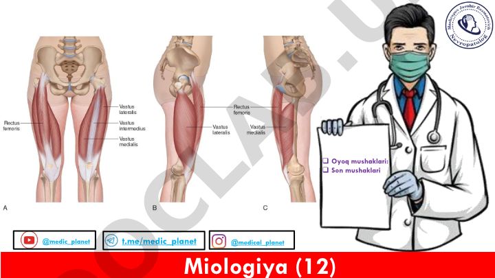 Miologiya – oyoq mushaklari