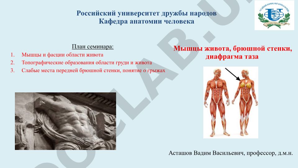 Мышцы живота, брюшной стенки и диафрагма таза