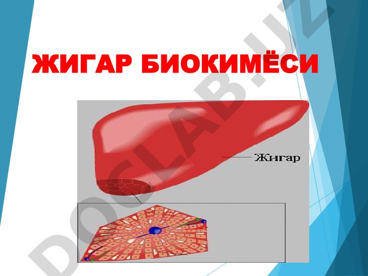 Жигар биокимёси ва унинг асосий функциялари
