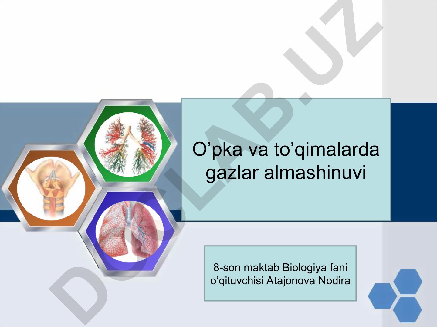 O'pka va to'qimalarda gazlar almashinuvi