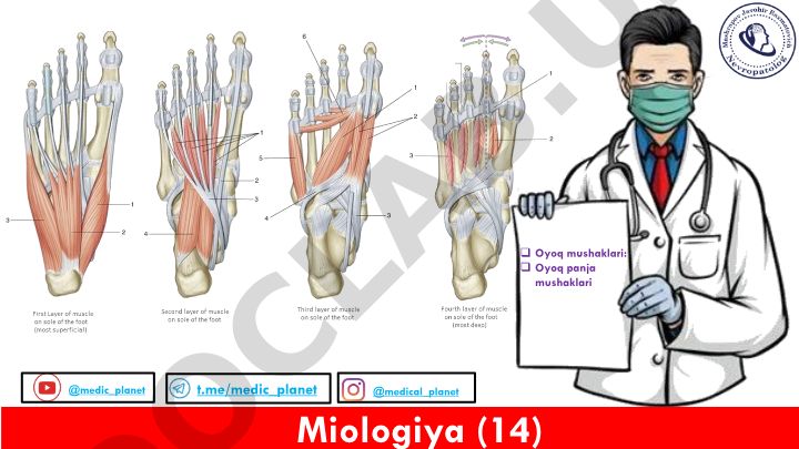 Miologiya – oyoq mushaklarining tuzilishi va klassifikatsiyasi