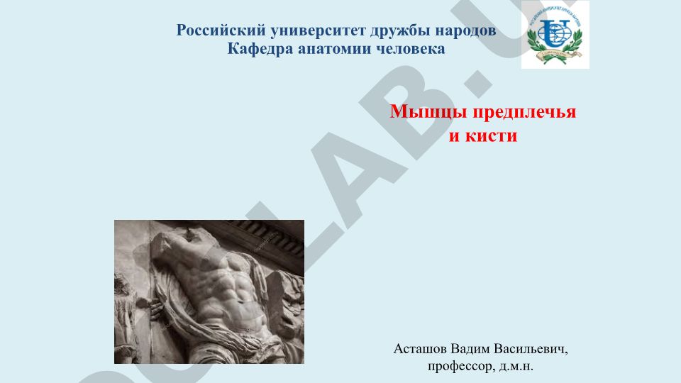 Мышцы предплечья и кисти: анатомия и функции