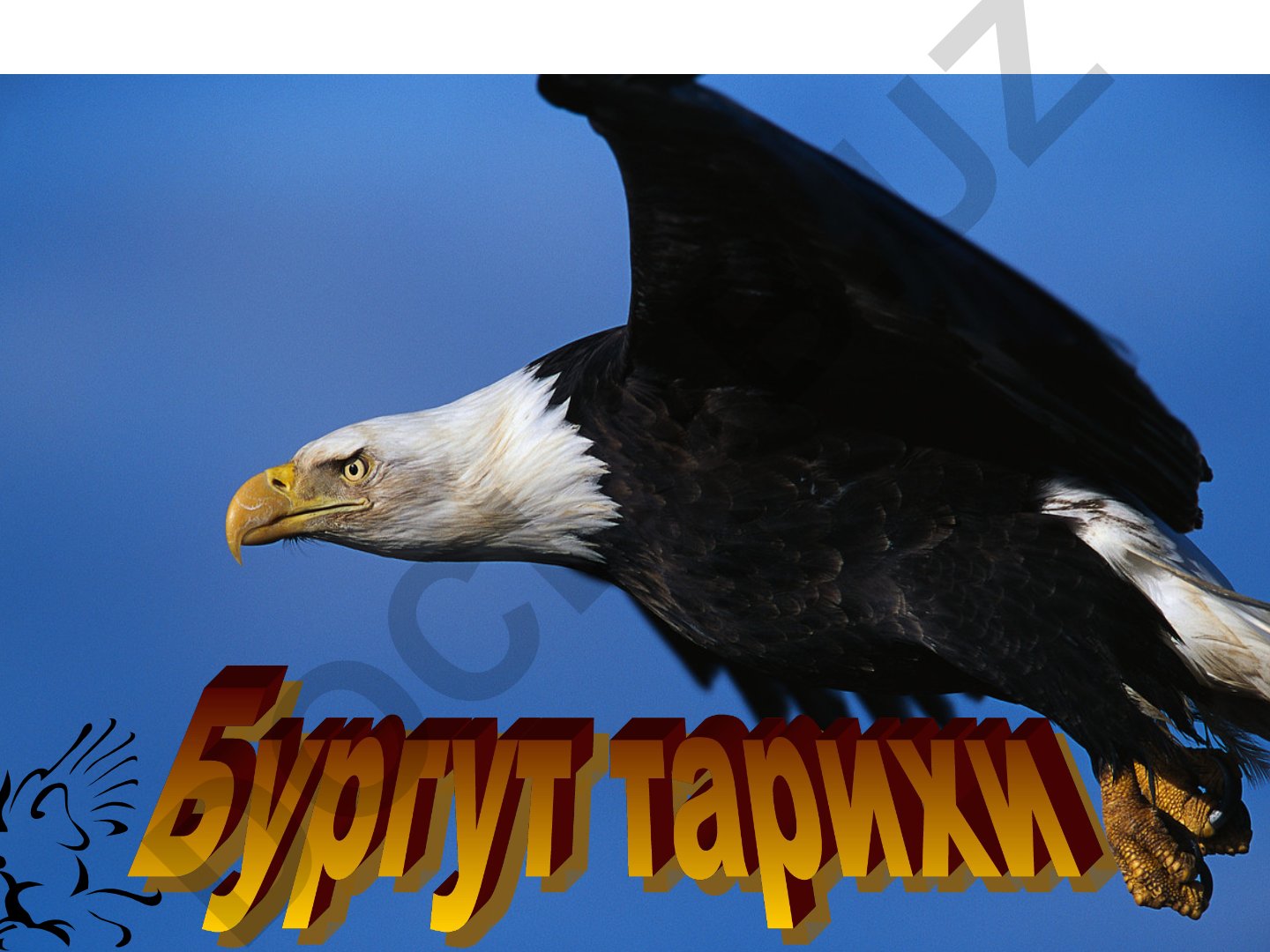 Burgutning hayot sikli va transformatsiya jarayoni