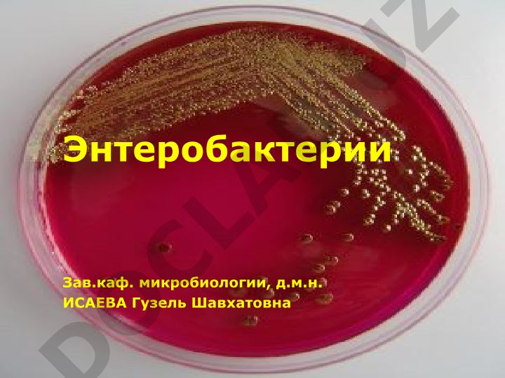 Энтеробактерии: классификация, характеристика и антигенные свойства