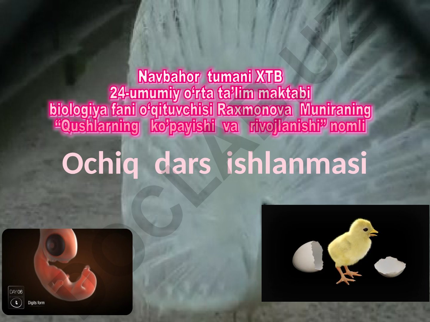 Qushlarning ko'payishi va rivojlanishi