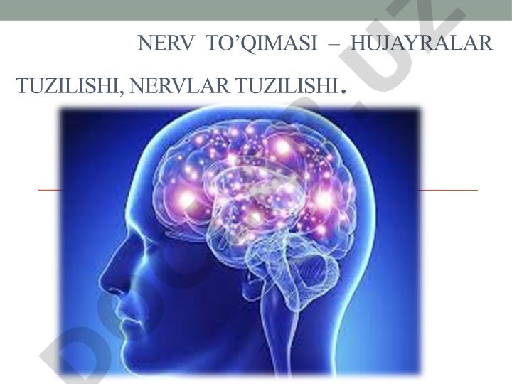 Nerv to'qimasi va nerv sistemasi tuzilishi