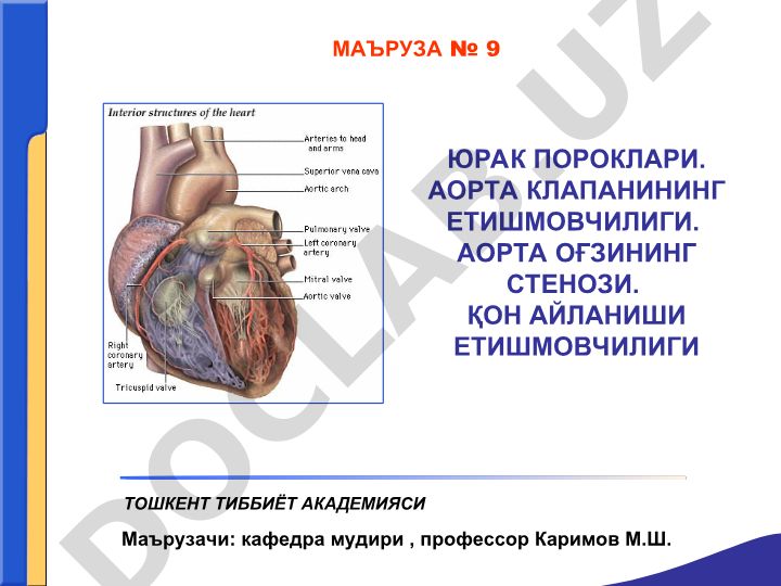 Юрак пороклари. Аорта клапанининг етишмовчилиги. Аорта оғзининг стенози. Қон айланиши етишмовчилиги