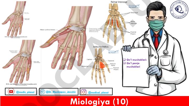 Miologiya - qo'l mushaklarining tuzilishi va funktsiyalari