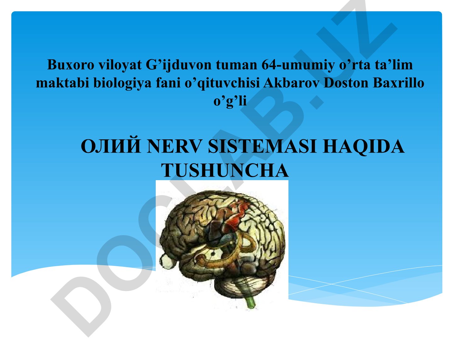 Олий нерв системаси ва унинг физиологияси
