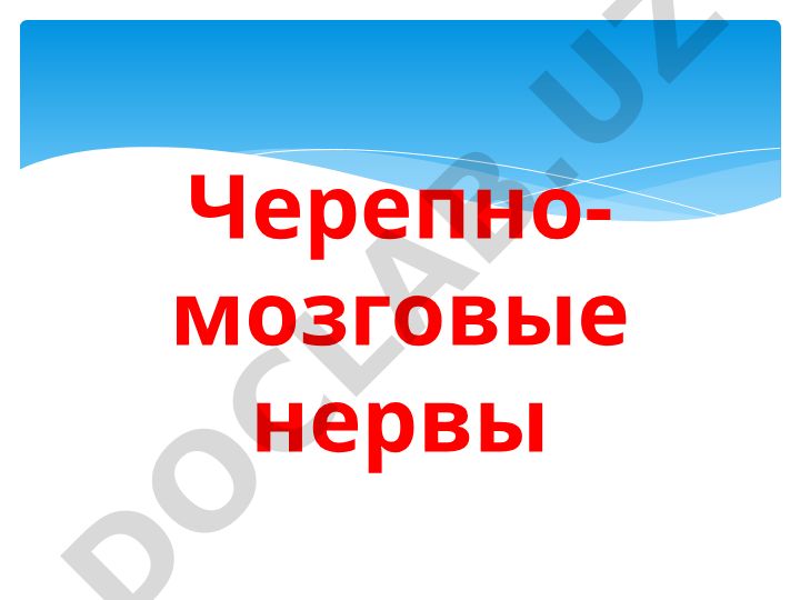Черепно-мозговые нервы: классификация, функции и проводящие пути