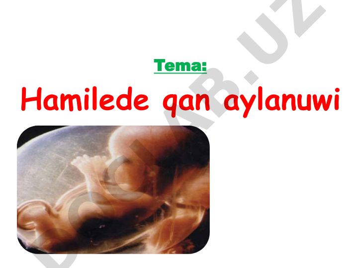Hamilede qan aylanuwi va hamile taraqqiyati