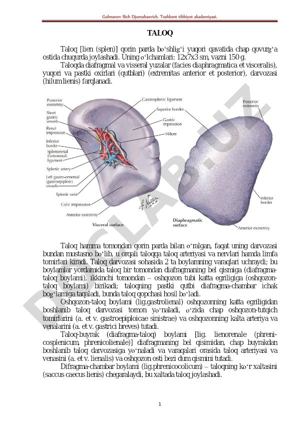 Taloqning anatomik tuzilishi va bog'lanishlari