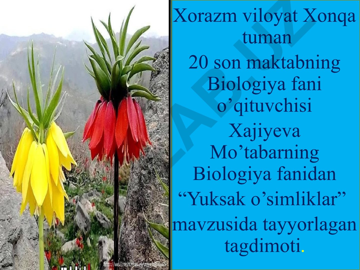 Yuksak o'simliklar
