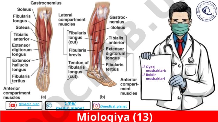 Miologiya - oyoq mushaklari tuzilishi va klassifikatsiyasi