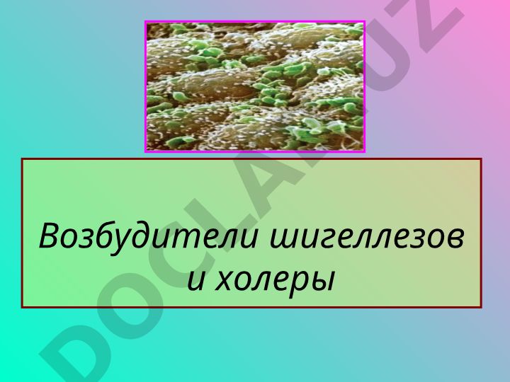 Возбудители шигеллезов и холеры