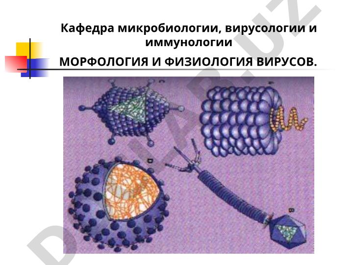 Морфология и физиология вирусов