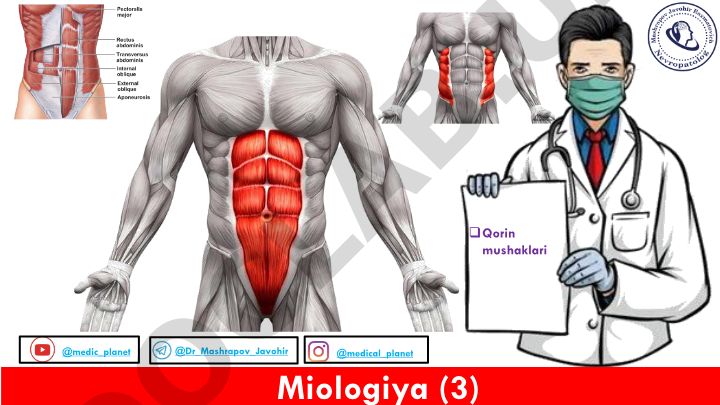 Qorin mushaklari anatomiyasi va topografik sohalari