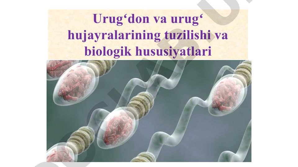 Erkak jinsiy sistemasi tuzilishi va urugʻdon biologiyasi