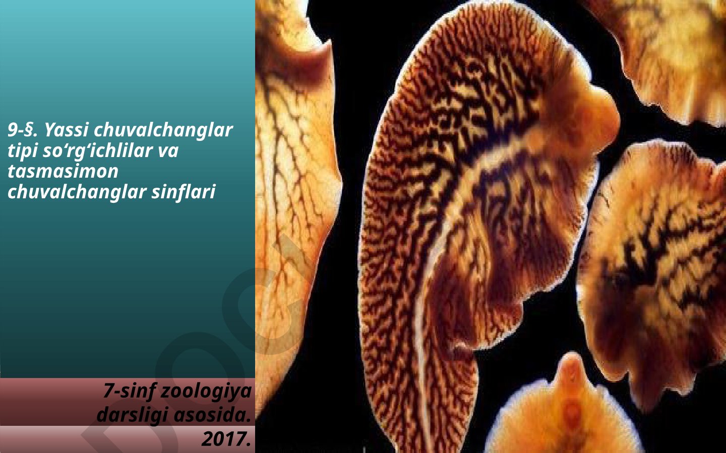 Yassi chuvalchanglar tipi so‘rg‘ichlilar va tasmasimon chuvalchanglar sinflari