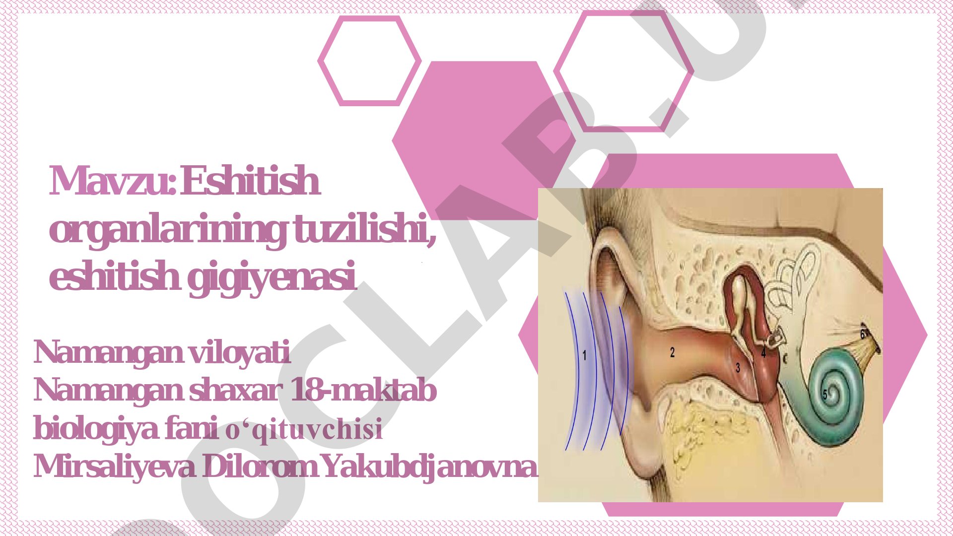 Eshitish organlarining tuzilishi, eshitish gigiyenasi