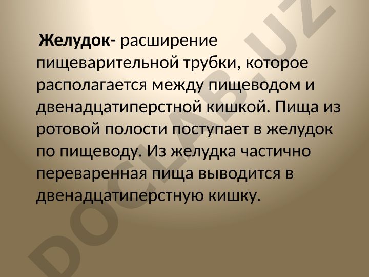 Желудок: строение и отделы пищеварительной системы
