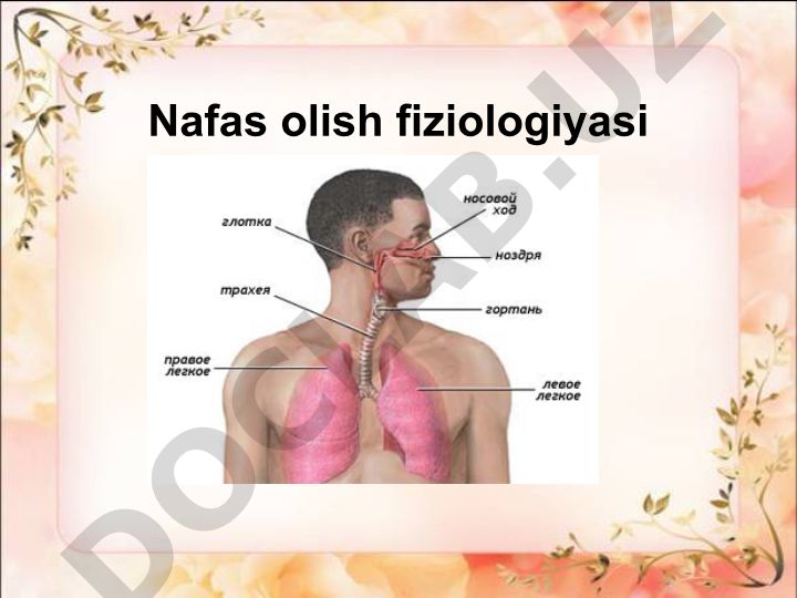 Nafas olish fiziologiyasi