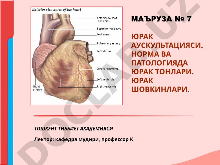 Юрак аускультацияси: норма ва патологияда юрак тонлари ва шовкинлари