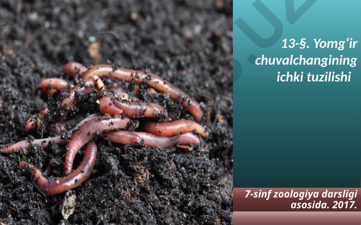 Yomg'ir chuvalchangining ichki tuzilishi va hayot faoliyati