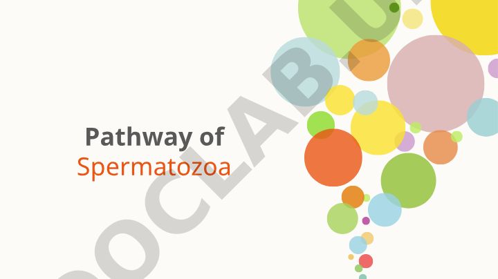 Spermatozoa Pathway and Male Reproductive System Anatomy