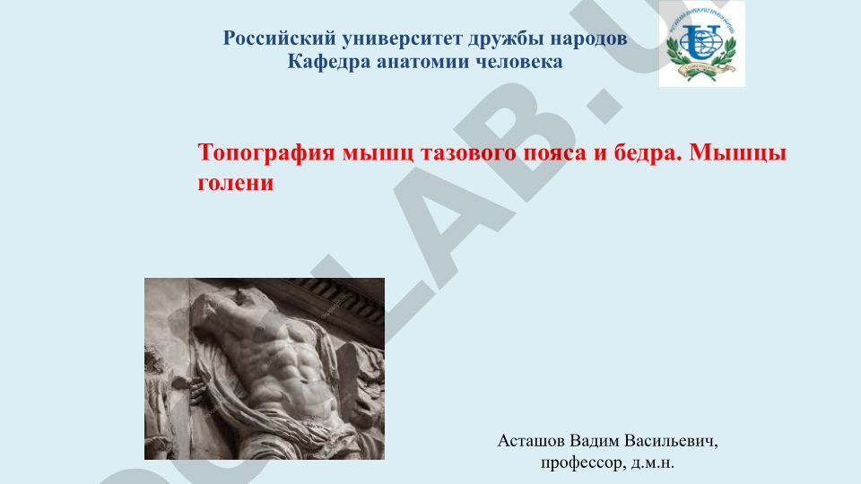Топография мышц тазового пояса и бедра. Мышцы голени