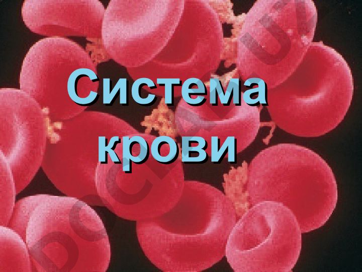 Физиология крови и система крови организма