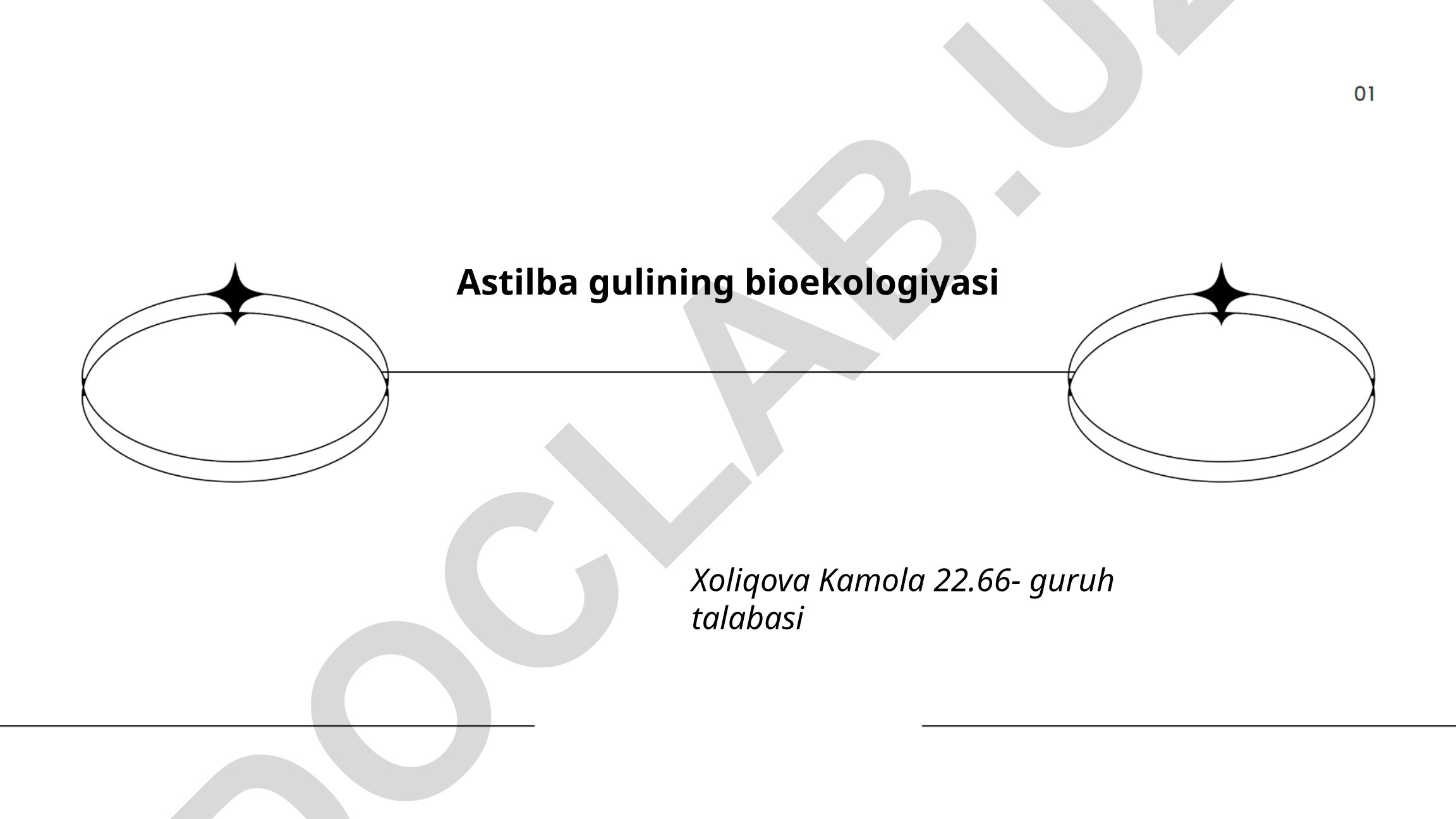 Astilba gulining bioekologiyasi