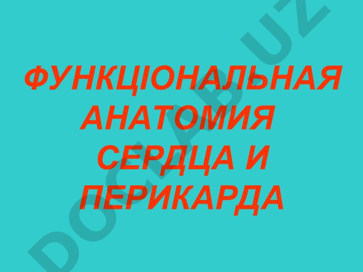 Функциональная анатомия сердца и перикарда