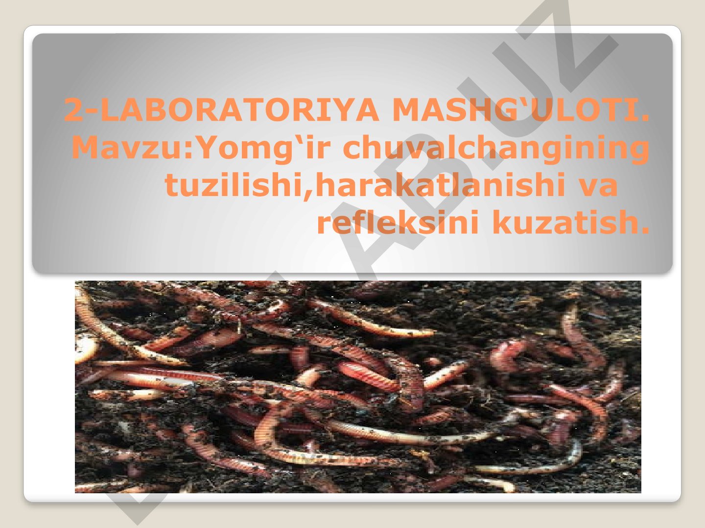 Yomg'ir chuvalchangining tuzilishi, harakatlanishi va refleksini kuzatish