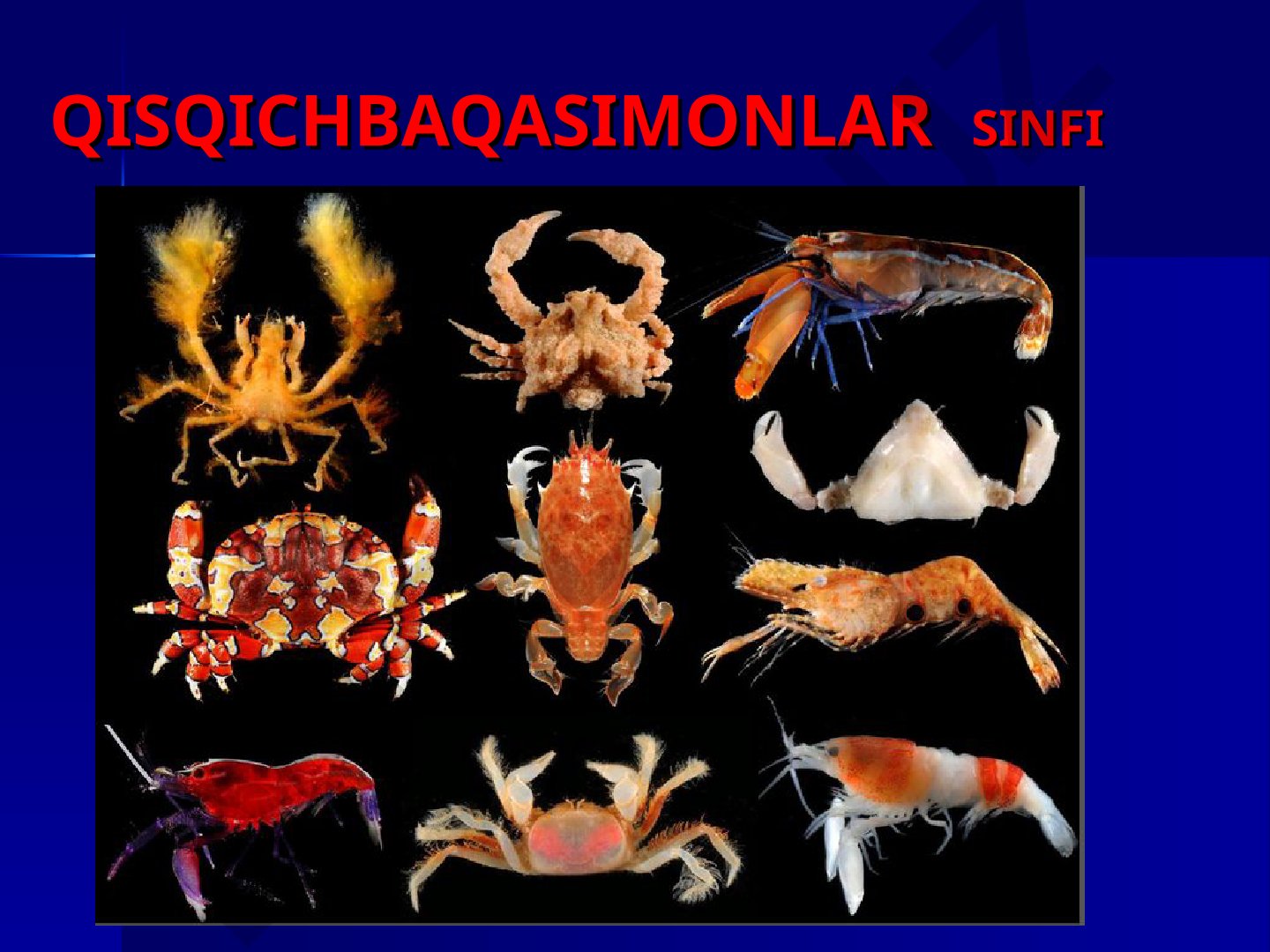 Qisqichbaqasimonlar sinfi va daryo qisqichbaqasining tuzilishi