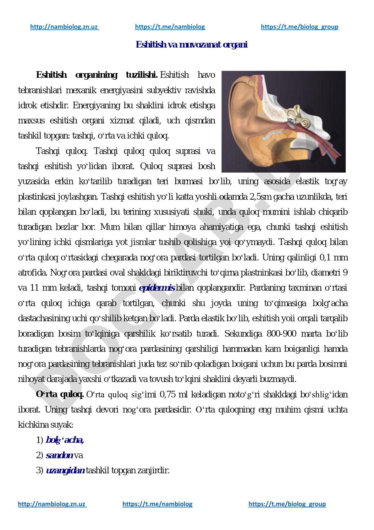 Eshitish organi tuzilishi: tashqi, o'rta va ichki quloq
