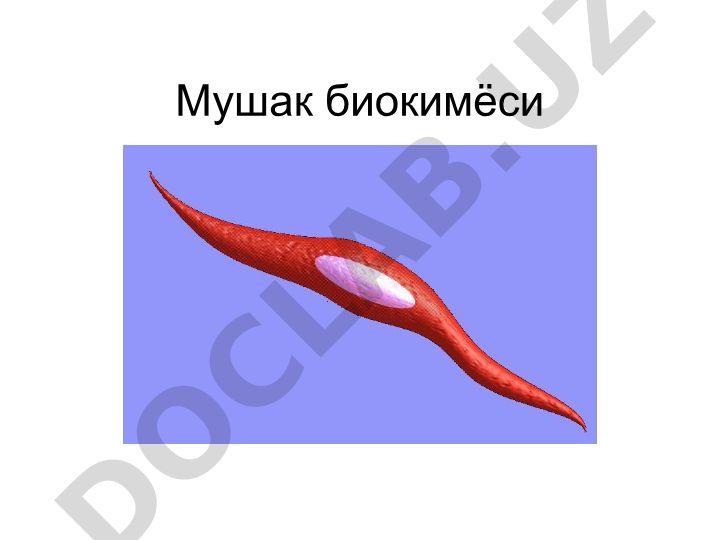 Мушак биокимёси ва кискариш механизмлари