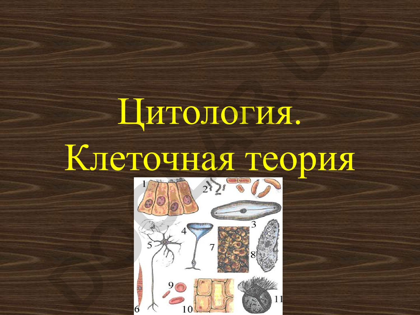 Цитология и клеточная теория