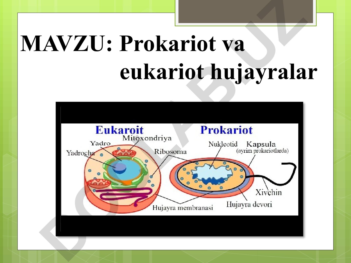 Prokariot va eukariot hujayralar