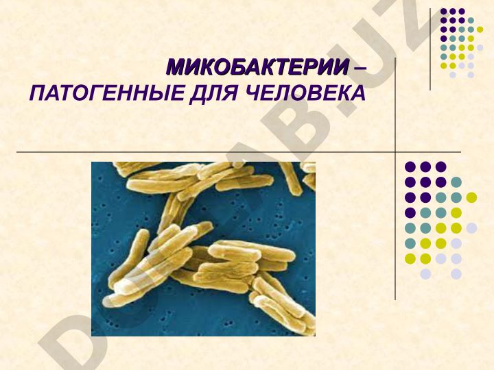 Микобактерии – патогенные для человека