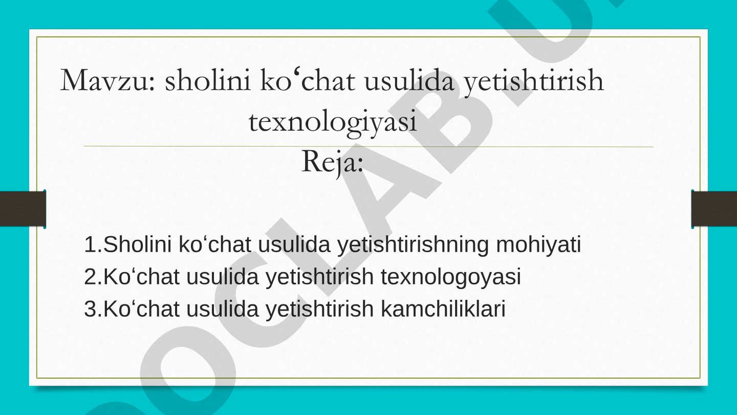 Sholini koʻchat usulida yetishtirish texnologiyasi