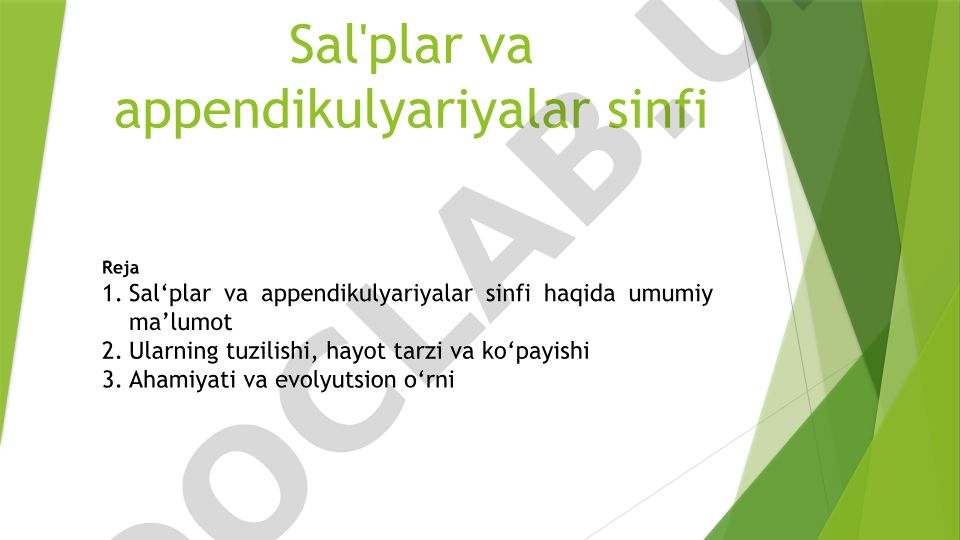 Sal'plar va appendikulyariyalar sinfi haqida umumiy ma'lumot