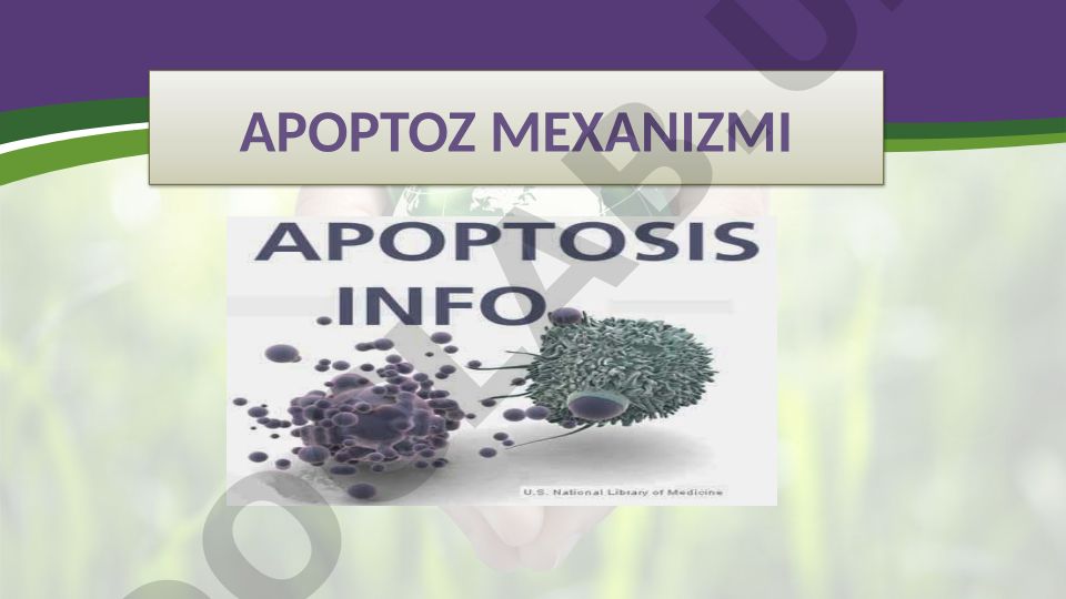 Apoptoz mexanizmi va hujayra o'limi