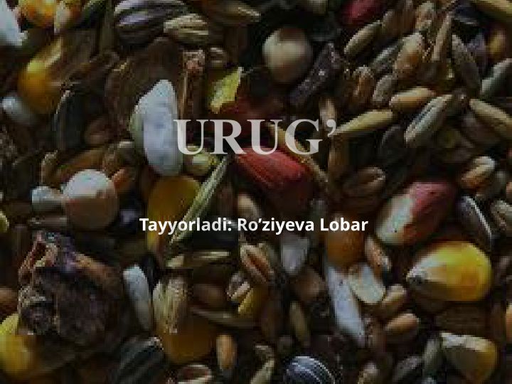 Urug' va mevalar haqida tushuncha