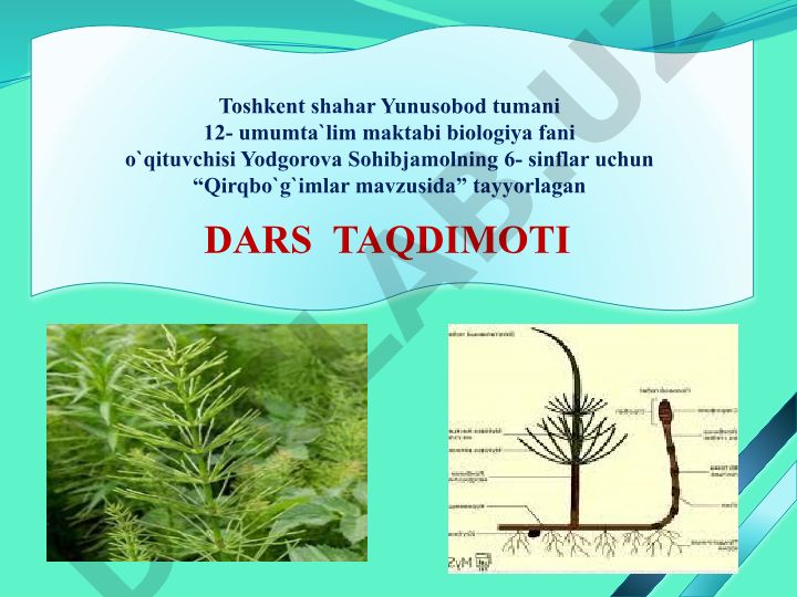 Qirqbo'g'imlar mavzusida biologiya darsi
