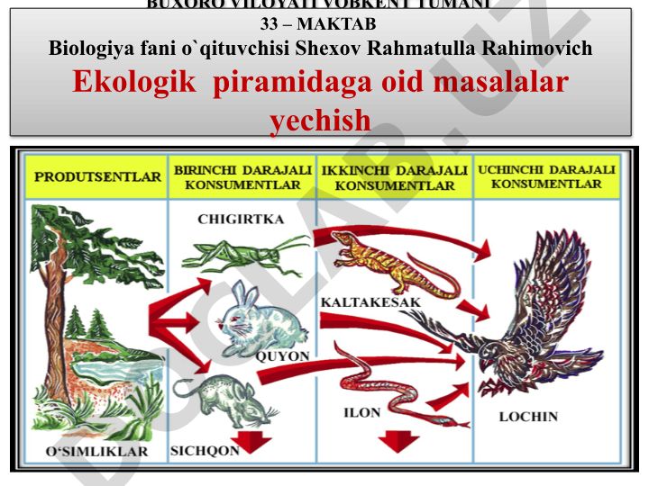 Ekologik piramida qoidasi va masalalar yechish
