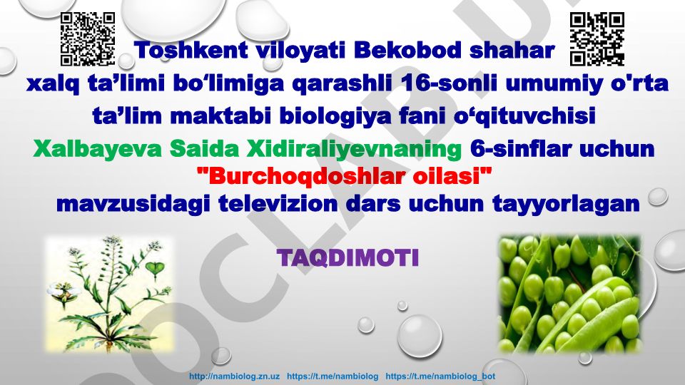 Burchoqdoshlar oilasi