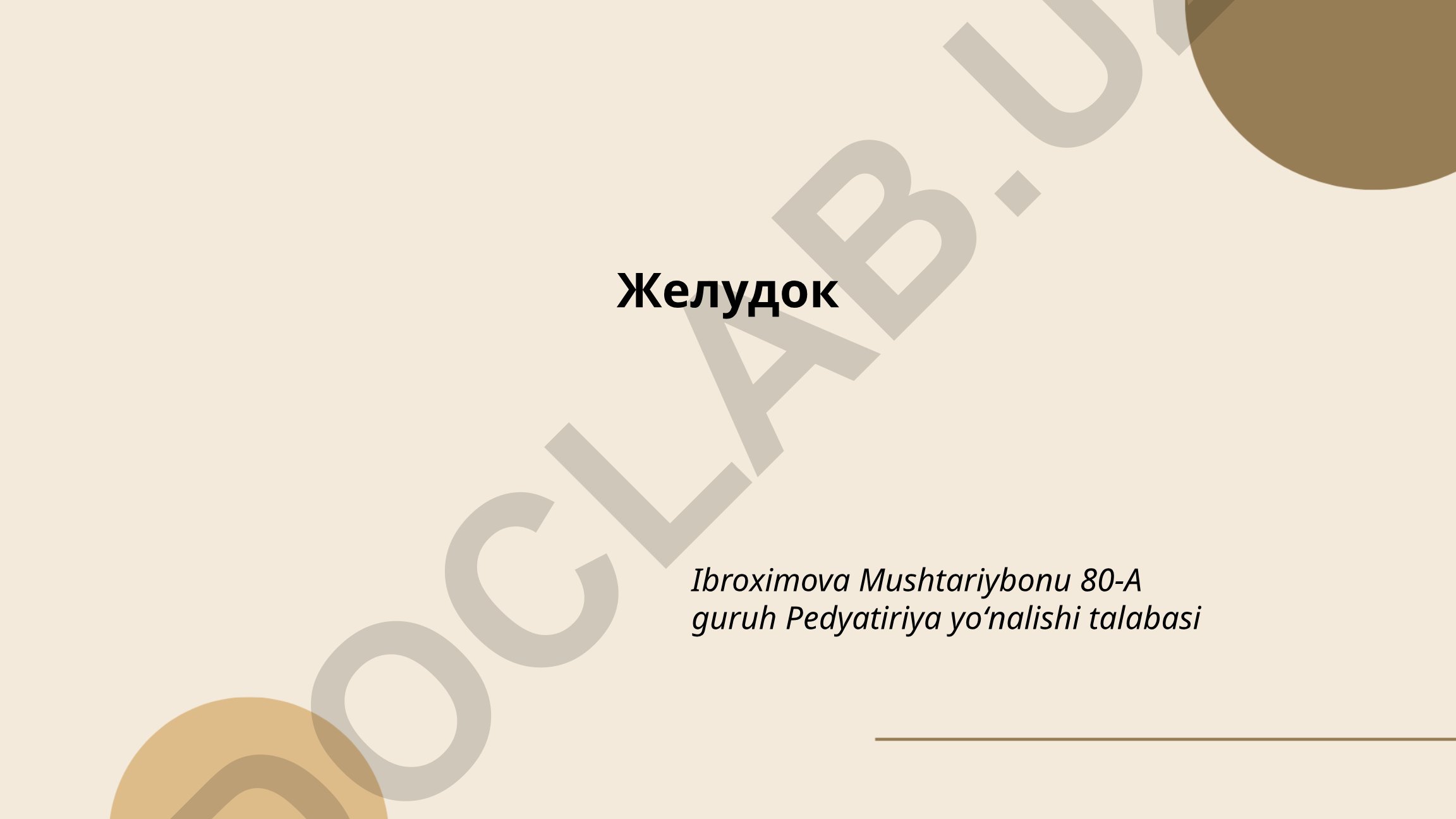 Анатомия и функции желудка человека